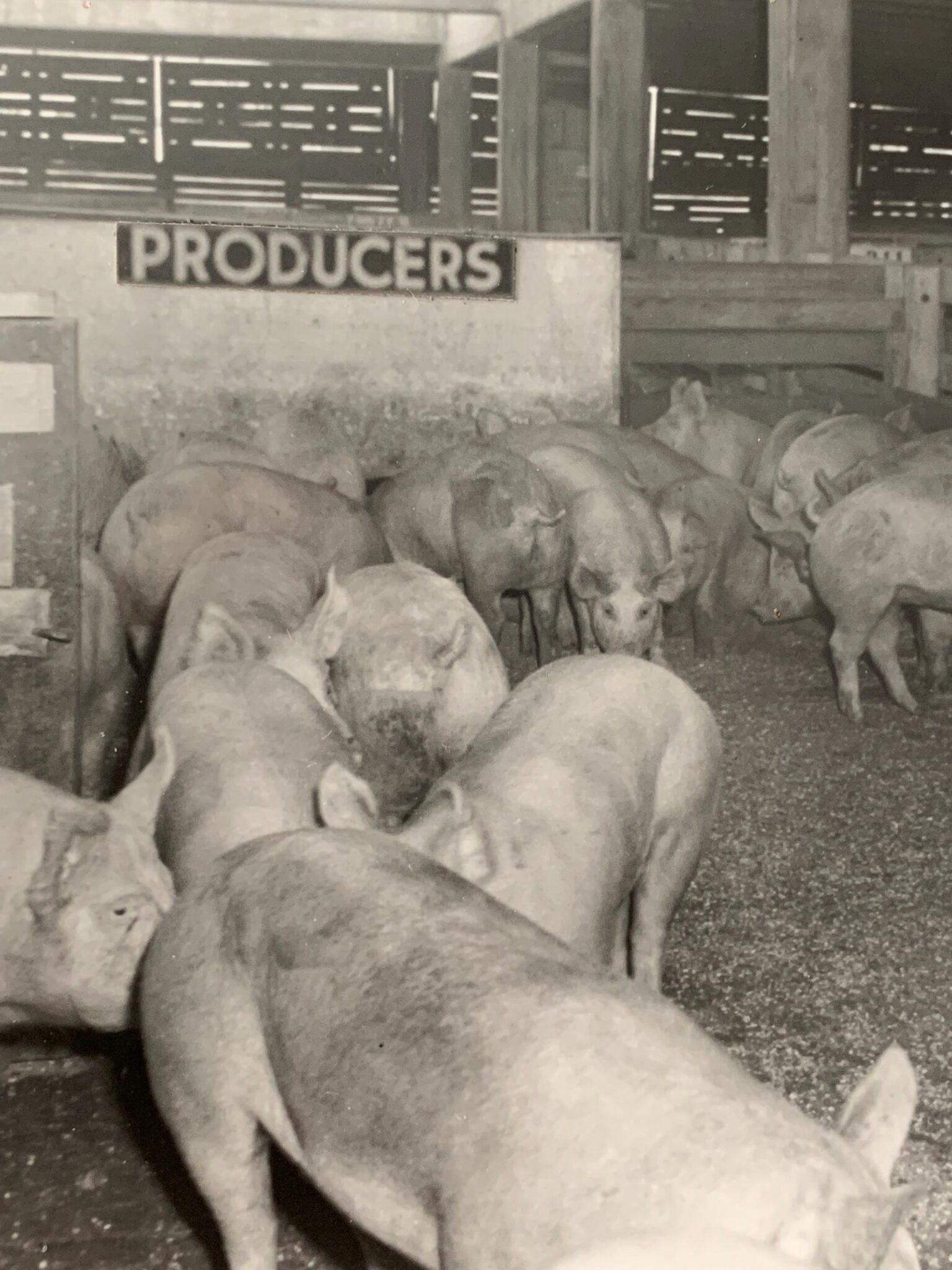 History | Producers Livestock