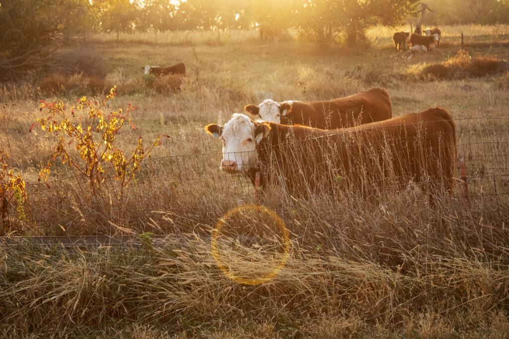 Producers Livestock | Livestock Marketing, Commodities & Credit