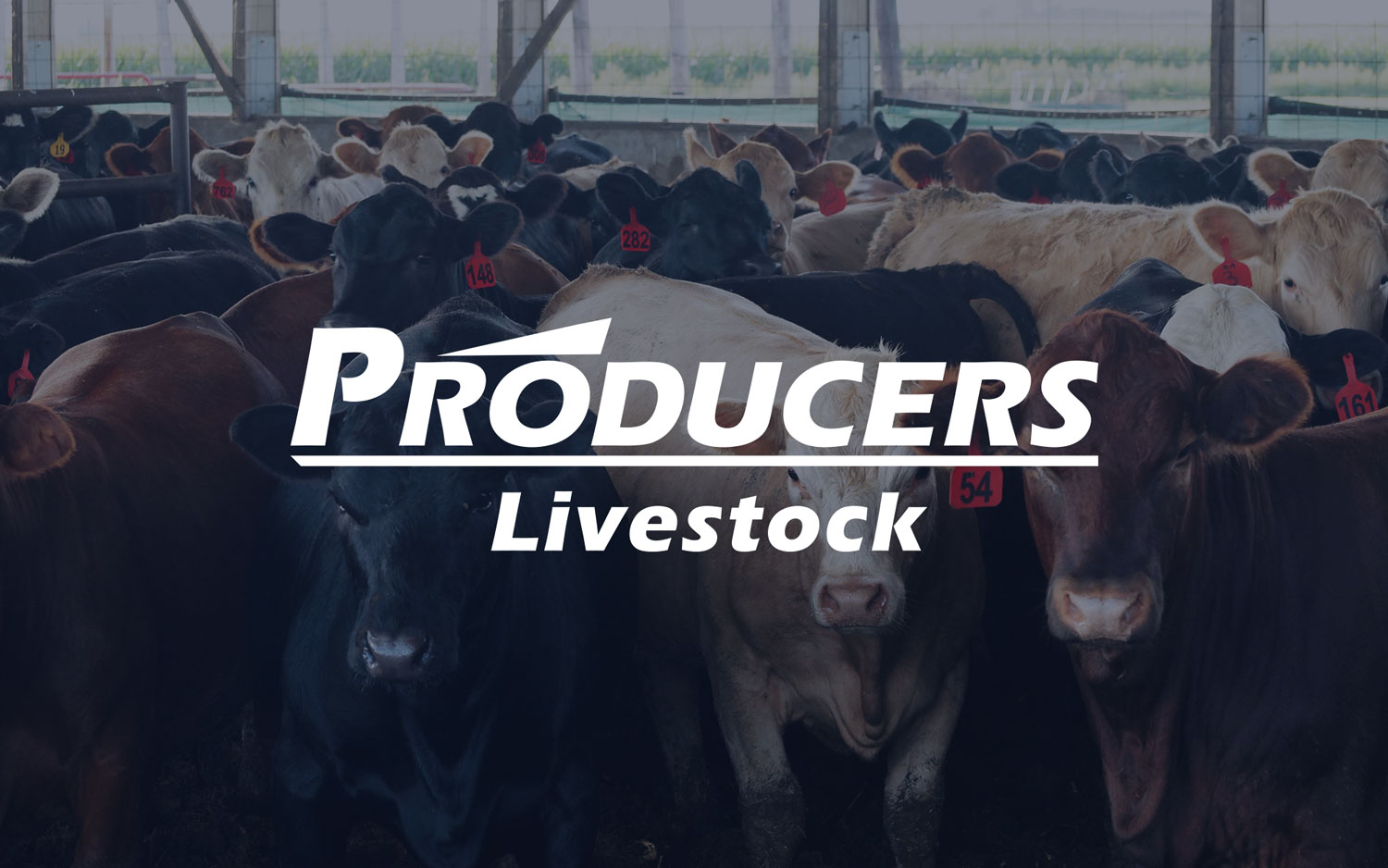 Producers Livestock | Livestock Marketing, Commodities & Credit