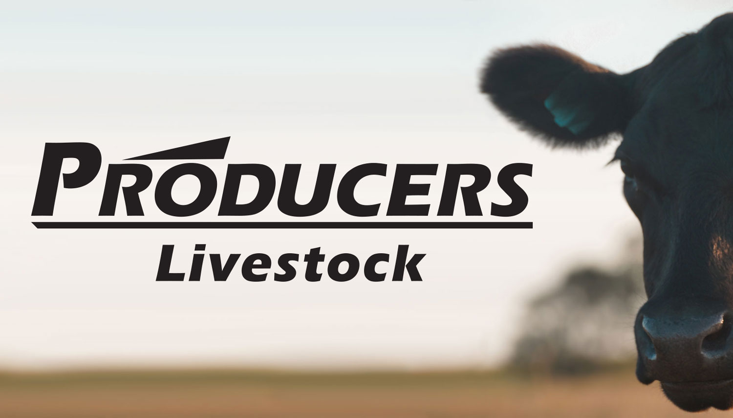 DTN Reports Producers Livestock